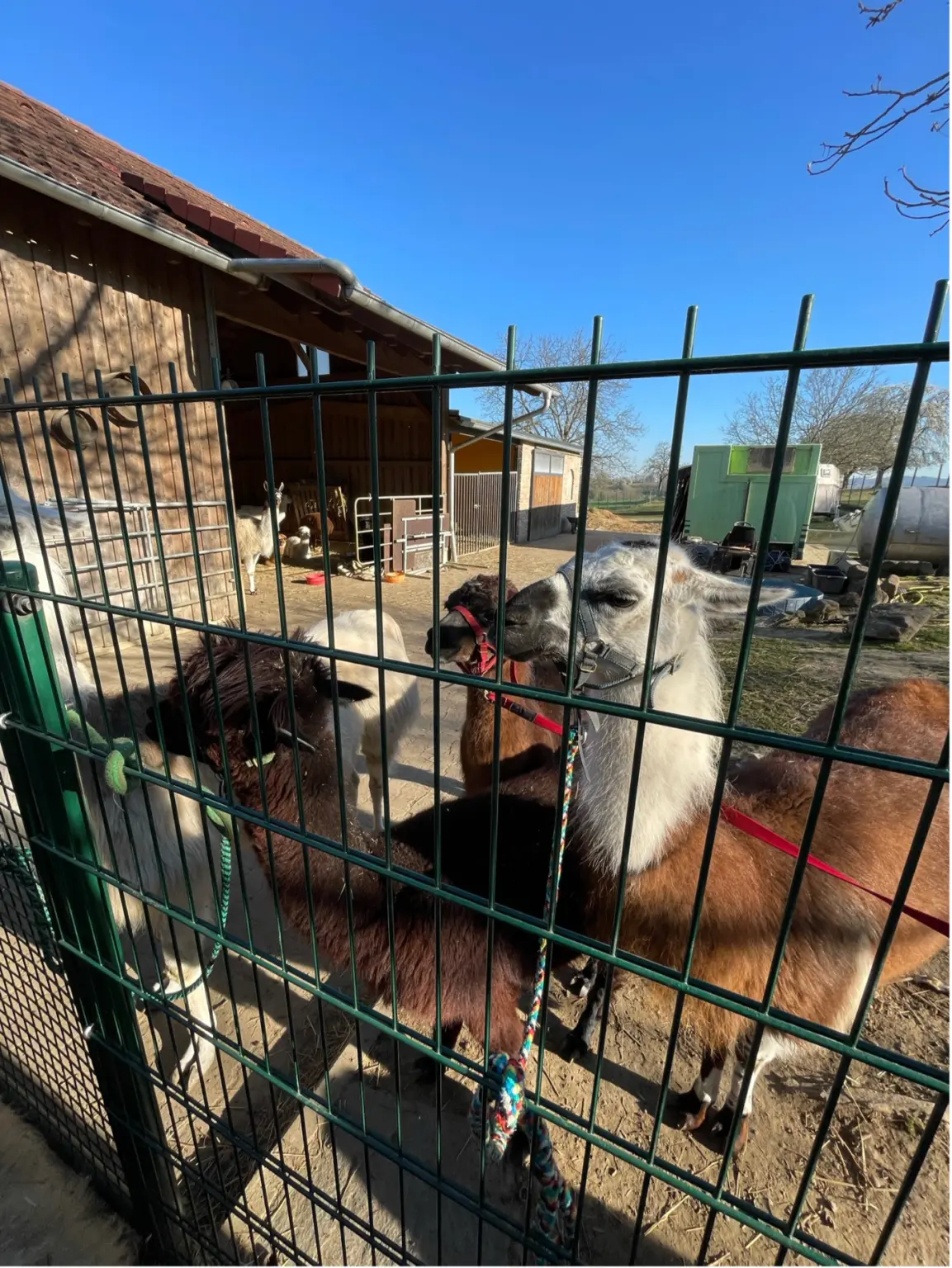 St. Landolin Schule Barr Alpakas