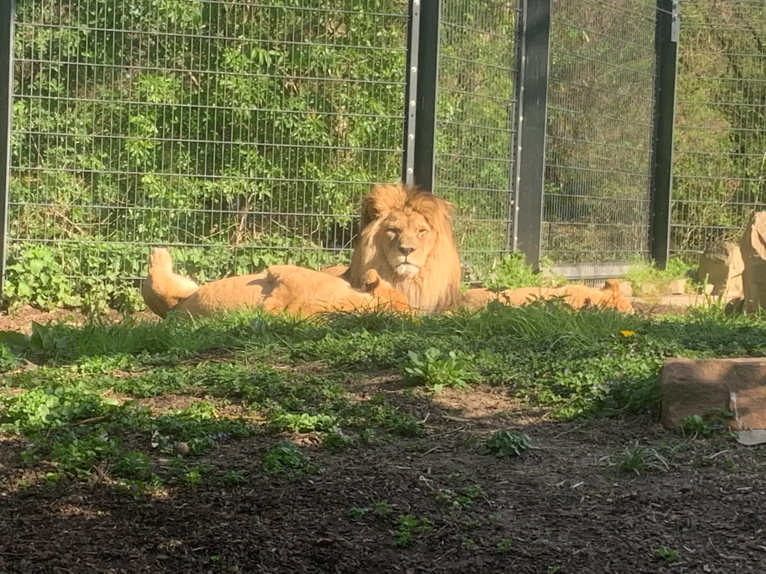 St. Landolin Schule Löwe